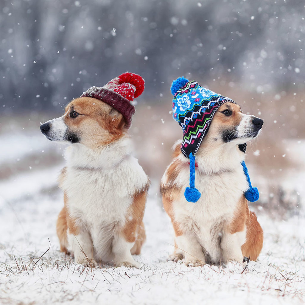 2 Dogs playing in the snow