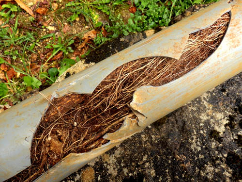 tree root sewer line clog